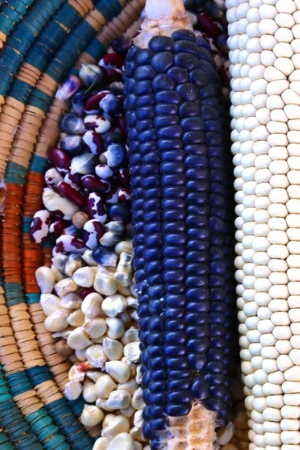 Corn_cropped.jpg